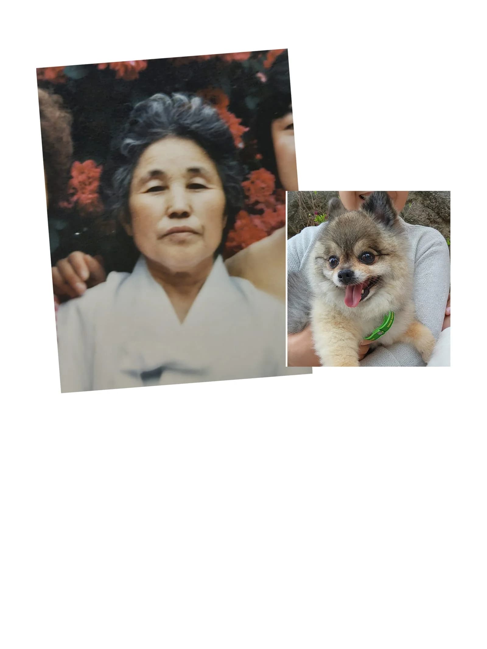 할머님과 반려견 합성 — 옛 한복 사진과 강아지를 한 자리로 6R 원본