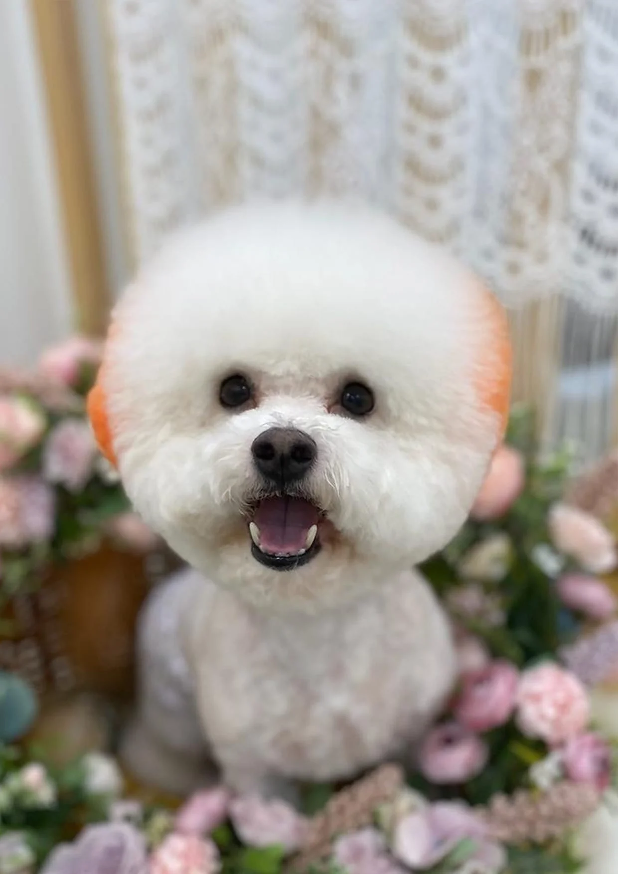 Colored pencil portrait — a Bichon in a pink floral frame — before
