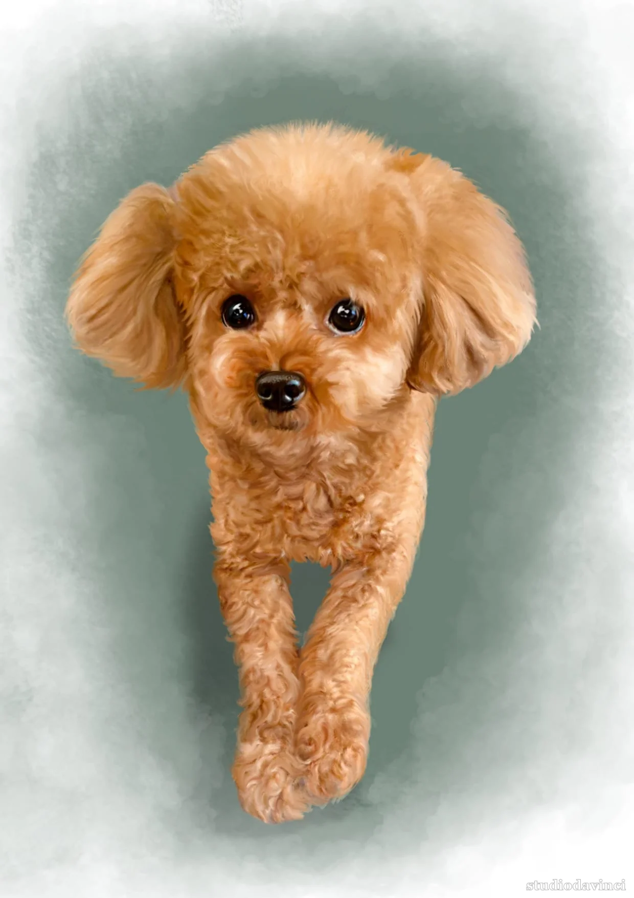 Pet portrait — a Toy Poodle on a carpet, in A4 with a sage background — after