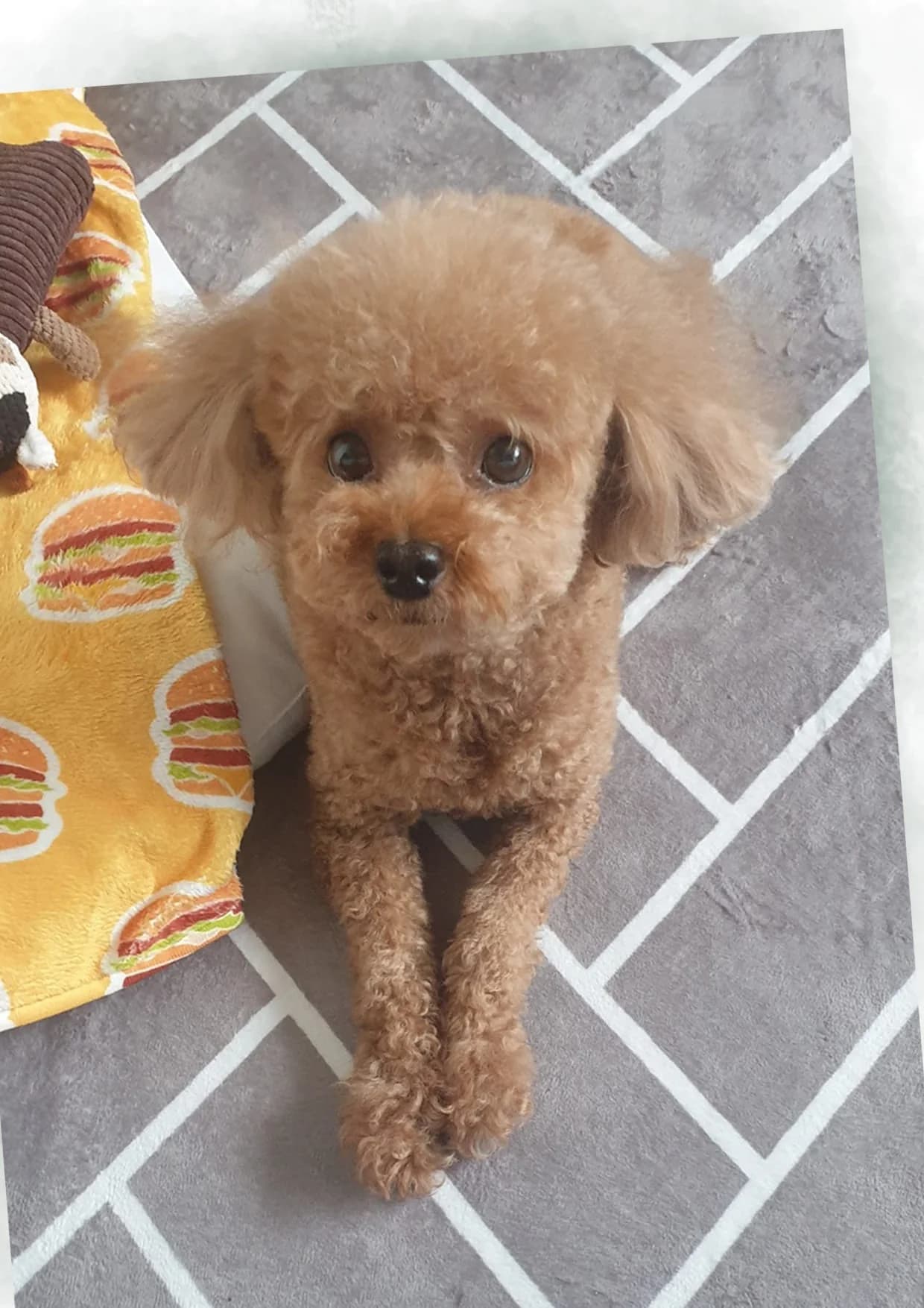 Pet portrait — a Toy Poodle on a carpet, in A4 with a sage background — before