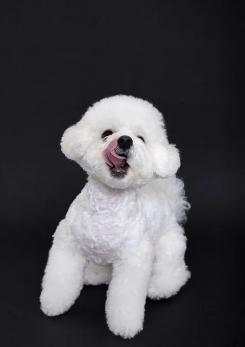 강아지 프로필 예시